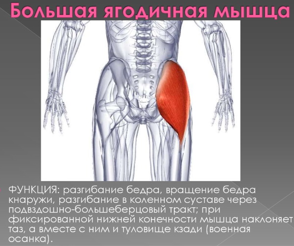Большая ягодичная мышца. Функции, анатомия, упражнения