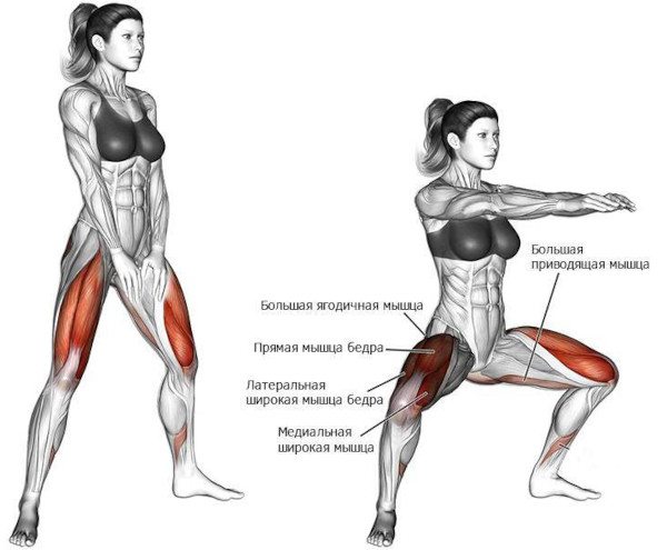 Большая приводящая мышца бедра: анатомия, функции, упражнения