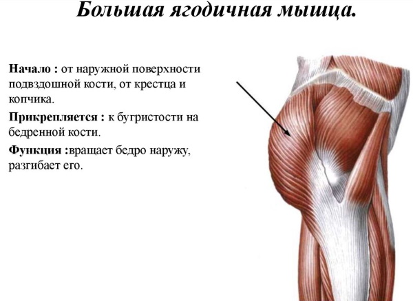 Большая ягодичная мышца. Функции, анатомия, упражнения