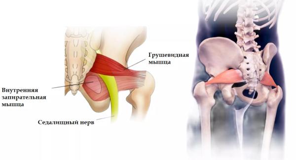 Упражнения для грушевидной мышцы: польза, техника выполнения и лучшие варианты Упражнения для грушевидной мышцы: польза, техника выполнения и лучшие варианты