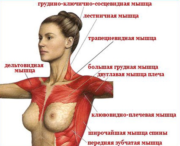 Тренажеры для грудных мышц женщинам в тренажерном зале. Фото, названия упражнений, виды
