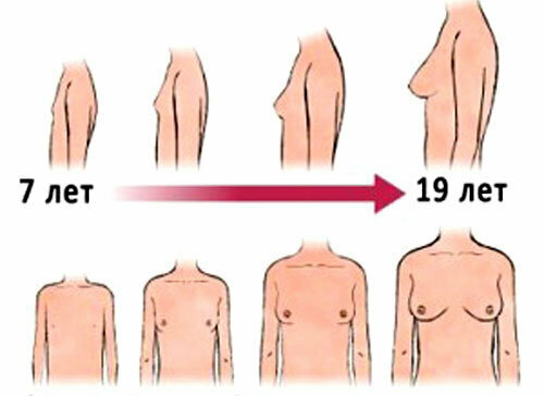 Что делать, чтобы грудь росла быстрее девушке до 18 лет